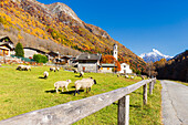 Dorf Bodengo im Herbst mit Schafen auf der Weide. Valchiavenna, Valtellina, Lombardei, Italien, Europa.