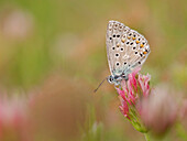 Schmetterling, Vobbia, Ligurien, Italien