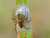 Oxyopes, spider, Vobbia, Italy, Liguria
