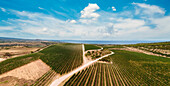 Panoramic Aerial View of vineyards straight to the sea, Northern Sardinia, Italy