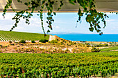 Cannonau and Vermentino Vineyards by the sea in Sardinia, Italy. Sunset view