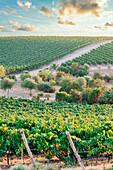 Cannonau- und Vermentino-Weinberge am Meer in Sardinien, Italien. Blick auf den Sonnenuntergang