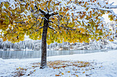 Italien, Südtirol, Bozen, Pragser Wildsee, einsamer Ahorn mit dem ersten Schnee des Herbstes