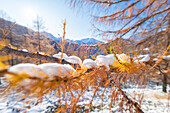 Lärchen und Schnee, Val d'Ayas, Aosta-Tal, Italienische Alpen, Italien