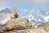 Steinbockweibchen, Vallone delle Cime Bianche, Val d Ayas, Italienische Alpen, Aosta-Tal, Italien