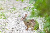 Little rabbit, Oltrepo Pavese, province of Pavia, Apennines, Lombardy