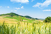 Hügel im Ardivestra-Tal, Oltrepo Pavese, Provinz Pavia, Apennin, Lombardei