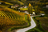 Foliage vineyards, Barbaresco, Piedmont, Italy
