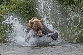 Brown bear chasing salmon in river, Alaska