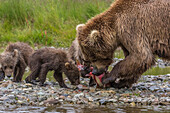 Braunbärenmutter füttert ihre Jungen mit Lachs, Alaska