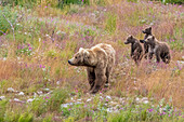 Braunbärin mit Jungtieren auf den Wiesen der Katmai-Wildnis, Alaska
