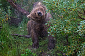 Brown bear shakes body after swimming in river, Alaska