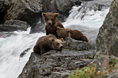 Braunbärenmutter und -junge im Fluss, Alaska
