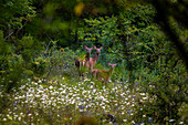 Female deer in the National Park of Abruzzo, Lazio and Molise. Abruzzo, Italy, Europe