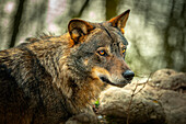Porträt eines Apenninwolfs im Wildtiergebiet des Regionalen Schutzgebiets Penne-See. WWF-Oase, Penne, Provinz Pescara, Abruzzen, Italien, Europa
