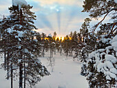 Europa, Finnland, Saariselka, Luftaufnahme des Waldes bei Sonnenuntergang