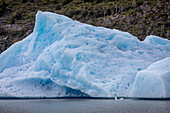 Grey Lake, vom Grey Glacier losgelöster Eisberg, Torres del Paine Nationalpark, Patagonien, Chile
