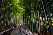 Bamboo forest, in Adashino Nembutsu ji temple , Arashiyama, Kyoto