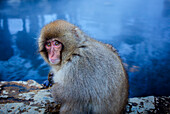 Affe in einem natürlichen Onsen (heiße Quelle) im Jigokudani Affenpark, Präfektur Nagono, Japan.