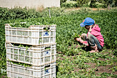 Taman (10 year old) picking parsley, girl, day laborer, child labour, syrian refugee, in Bar Elias, Bekaa Valley, Lebanon