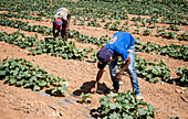 Khaled 13 years old, and in background his brother Ibrahim 15 years old, picking zucchinis harvest, day laborers, child labour, syrian refugees, Arsal, Bekaa Valley, Lebanon