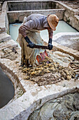 Man tanning skin, tannery, medina, UNESCO World Heritage Site,Tetouan, Morocco