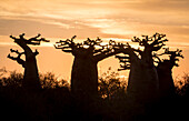 Affenbrotbäume bei Andavadoaka, West-Madagaskar