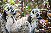 Ring-tailed Lemur, Maki catta, Anja Reserve, Madagascar