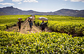 Teeernte in Sahambavy, nahe der Stadt Fianarantsoa, Madagaskar