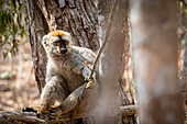Brauner Rotstirn-Lemur im Isalo-Nationalpark, Madagaskar.