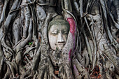 Buddha head in banyan tree roots at Wat Mahathat temple, in Ayutthaya, Thailand