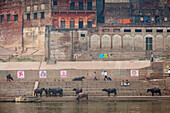Buffaloes, Lalita ghat, in Ganges river, Varanasi, Uttar Pradesh, India.