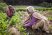 Witwen bei der Arbeit im Obstgarten, im Ma Dham Ashram für Witwen der NGO Guild for Service, Vrindavan, Mathura-Distrikt, Indien