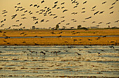 Glossy Ibis, Plegadis falcinellus, flying over a rice field that has been harvested ,Ebro Delta, Natural Park, Tarragona, Spain
