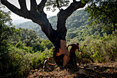 Cork collecting Natural Park Los Alcornocales Cortes de la Frontera Andalusia Malaga Spain