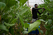 Worker, eggplant plantation. Greenhouse in area called sea of plastics, El Ejido, Almería, Andalusia, Spain