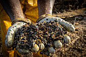 Ein Arbeiter zeigt Muscheln, die aufgrund der Hitzewelle verendet sind. In der Bucht von Fangar werden Muscheln und Austern gezüchtet. Naturreservat Ebro-Delta, Tarragona, Katalonien, Spanien.