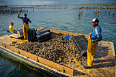 Männer beim Sammeln von Austern. In der Bucht von Fangar werden Muscheln und Austern gezüchtet. Naturreservat Ebro-Delta, Tarragona, Katalonien, Spanien.