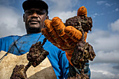 Arbeiter beim Sammeln von Austern. In der Bucht von Fangar werden Muscheln und Austern gezüchtet. Naturreservat Ebro-Delta, Tarragona, Katalonien, Spanien.