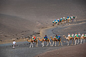 Tourists riding camels, in Timanfaya National Park, Lanzarote, Canary Islands, Spain