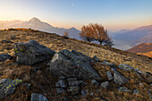 Monte Legnone Blick bei Sonnenaufgang von Montemezzo mit alten Bäumen, Alto Lario, Montemezzo, Como, Lombardei, Italien, Südeuropa