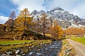 Herbstliche Ansicht des Flusses Devero, der durch die Stadt Crampiolo fließt. Alpe Devero, Devero-Tal, Antigorio-Tal, Ossola-Tal, Piemont, Gemeinde Verbano Cusio Ossola, Italien.