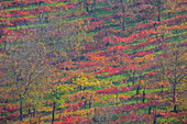 Autumnal view of the countryside near Castelvetro, Modena Province, Emilia Romagna, Italy.