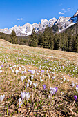 Blick auf die Frühjahrsblüte der Krokusse in Campelli di Schilpario. Schilpario, Val di Scalve, Bezirk Bergamo, Lombardei, Italien, Südeuropa.