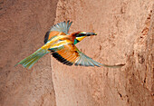 European Bee-eater (Merops apiaster) flying with prey, Salamanca, Castilla y Leon, Spain