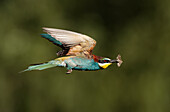 Flying European Bee-eater (Merops apiaster) with prey on peak, Salamanca, Castilla y Leon, Spain