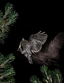 Eurasian Scops Owl (Otus scops) flying with prey, Salamanca, Castilla y León, Spain