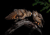 Couple of long-eared Owls (Asio otus) at night, Salamanca, Castilla y Leon, Spain