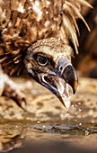 Cinereous Vulture (Aegypius monachus), Salamanca, Castilla y Leon, Spain
