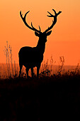 Red deer (Cervus elaphus) at sunset, Danube Delta, Romania
